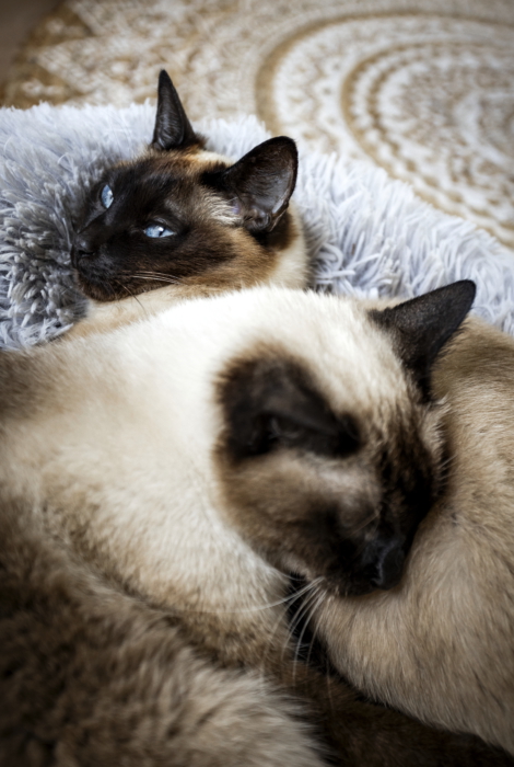 Cats Sept fertig