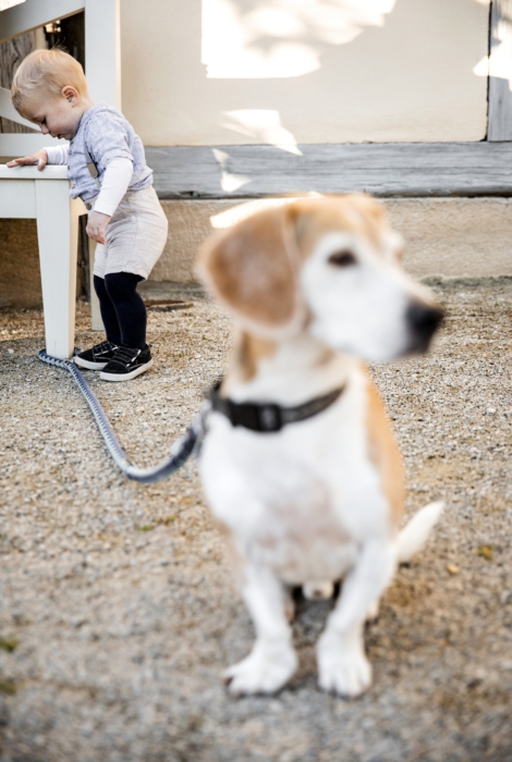 Fotografie Hund